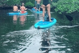 Mangrove Jungle exploration on SUP/Kayak