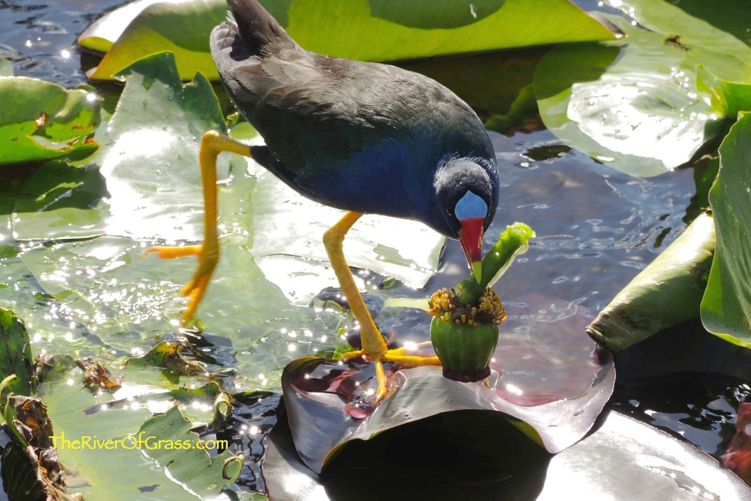 Miami: Pequeña excursión en hidrodeslizador por la vida salvaje del Río de Hierba de los Everglades