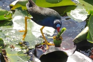 Miami: Pequeña excursión en hidrodeslizador por la vida salvaje del Río de Hierba de los Everglades