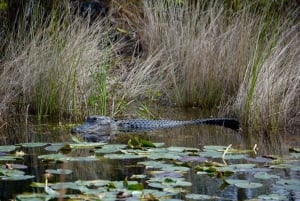 Miami: Pequeña excursión en hidrodeslizador por la vida salvaje del Río de Hierba de los Everglades