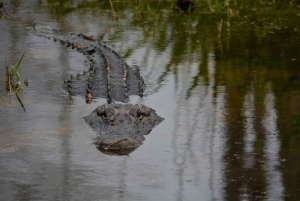 Miami: Pequeña excursión en hidrodeslizador por la vida salvaje del Río de Hierba de los Everglades