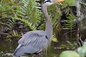 Miami: Pequeña excursión en hidrodeslizador por la vida salvaje del Río de Hierba de los Everglades
