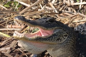 Miami: Pequeña excursión en hidrodeslizador por la vida salvaje del Río de Hierba de los Everglades