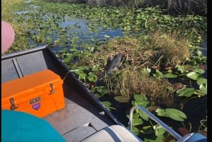 Miami: Pequeña excursión en hidrodeslizador por la vida salvaje del Río de Hierba de los Everglades