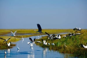 Miami: Pequeña excursión en hidrodeslizador por la vida salvaje del Río de Hierba de los Everglades