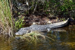 Miami: Pequeña excursión en hidrodeslizador por la vida salvaje del Río de Hierba de los Everglades