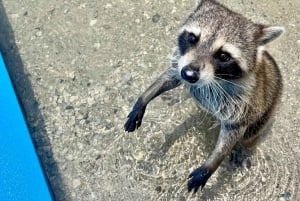 Miami: 4-Hour Island Hopping Boat Trip with Floating Mat