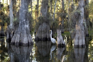 Miami: Everglades Airboat and Wildlife Reserve