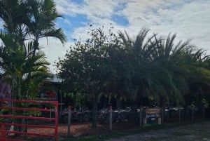 マイアミ ATV エクスペリエンス: 昼夜を問わず乗車、同乗者無料、写真と動画