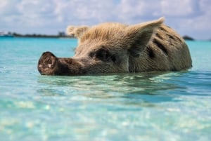 Miami - en heldagsresa med färja Hel dagsutflykt till Bahamas med färja