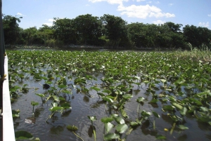 Miami Beach: Everglades Airboat Tours and Rides