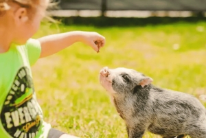 Miami Beach: Everglades Airboat Tours and Rides