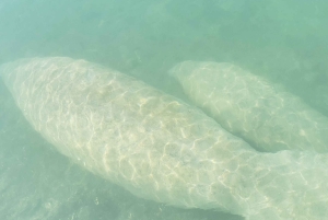 Miami: Begyndervenlig ø-snorkling med SUP eller kajak
