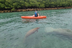 Miami: Snorkelen op een eiland met SUP of kajak voor beginners