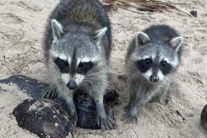 Miami: Milliardærøya, Sandbar og Raccoon Island-tur