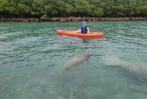 Miami: tour definitivo in barca della baia di Biscayne con esperienza in kayak