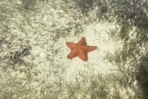 Miami: Julkkisten talot ja Star Island -venekierros