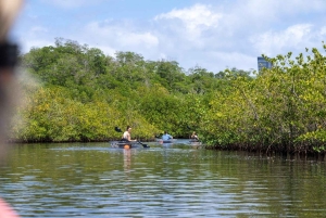 Miami: Clear Kayak Eco Tour with Guide and Wildlife