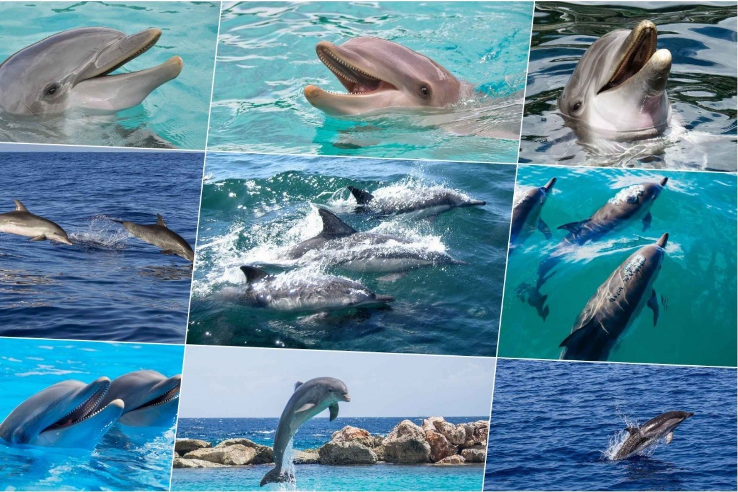 Miami: Dagstur til Key West med delfinsafari og snorkling