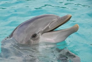 Miami: Day Trip to Key West w/ Dolphin Watching & Snorkeling