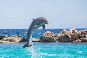 Miami: Excursión de un día a Cayo Hueso con avistamiento de delfines y buceo con tubo