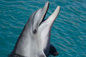 Miami: Dolphin and Wildlife Watching Tour from Bayside