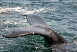 Miami: Dolphin and Wildlife Watching Tour from Bayside