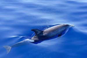 Miami: Dolphin and Wildlife Watching Tour from Bayside