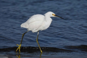 Miami: Dolphin and Wildlife Watching Tour from Bayside