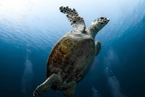 Miami: Dolphin and Wildlife Watching Tour from Bayside