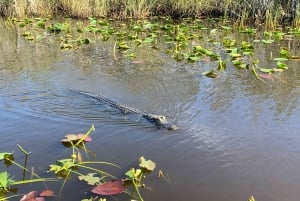 Miami: Everglades Airboat Alligator Tour with Transfer