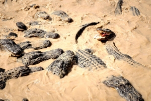 Miami: reserva de vida silvestre y paseo en hidrodeslizador por los Everglades