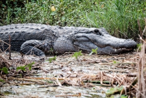 Miami: reserva de vida silvestre y paseo en hidrodeslizador por los Everglades