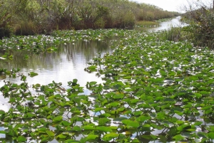 Miami: reserva de vida silvestre y paseo en hidrodeslizador por los Everglades