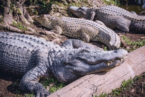 Miami: reserva de vida silvestre y paseo en hidrodeslizador por los Everglades
