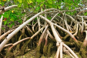 Miami: reserva de vida silvestre y paseo en hidrodeslizador por los Everglades