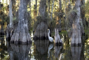 Miami: reserva de vida silvestre y paseo en hidrodeslizador por los Everglades