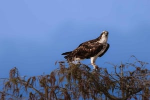 Excursão ecológica de aerobarco pelos Everglades em tour em pequenos grupos e transporte de primeira