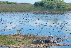 Excursão ecológica de aerobarco pelos Everglades em tour em pequenos grupos e transporte de primeira