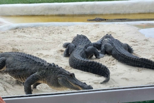 Miami: Bote de aire en los Everglades, encuentro con caimanes y traslado en autobús