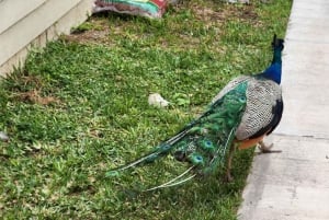 Miami: Bote de aire en los Everglades, encuentro con caimanes y traslado en autobús