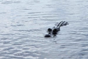 Miami: Bote de aire en los Everglades, encuentro con caimanes y traslado en autobús