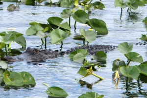 Miami: Bote de aire en los Everglades, encuentro con caimanes y traslado en autobús