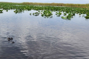 Miami: Bote de aire en los Everglades, encuentro con caimanes y traslado en autobús