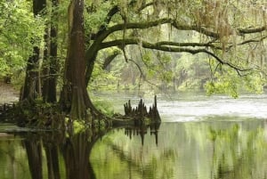 Miami: Everglades moerasboot, alligatorervaring met transfer