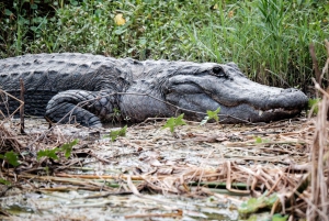 Miami: Everglades Airboat, Photo & Gator Experience