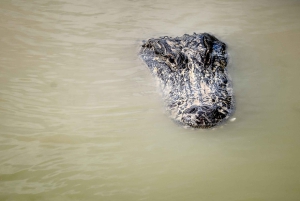 Miami: Everglades Airboat, Photo & Gator Experience