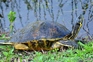 Miami: Everglades Airboat, Photo & Gator Experience