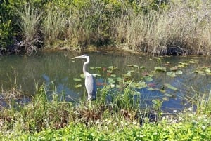 Miami: Everglades Airboat Ride and Tram Tour