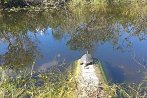 Miami: Everglades Airboat Ride and Tram Tour